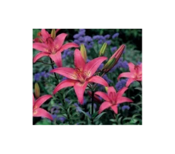 Bold Colors Asiatic Lily Mix 17 Bold Colors Asiatic Lily Mix -Planticaa Sales Store x600 11471