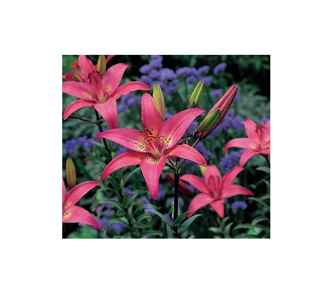 Bold Colors Asiatic Lily Mix 7 Bold Colors Asiatic Lily Mix - Image 5