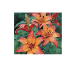 Bold Colors Asiatic Lily Mix 18 Bold Colors Asiatic Lily Mix -Planticaa Sales Store x600 11472