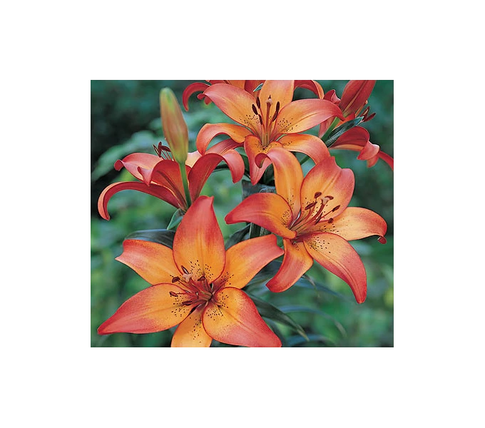 Bold Colors Asiatic Lily Mix 8 Bold Colors Asiatic Lily Mix - Image 6