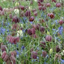 Fritillaria Meleagris Mix 9 Fritillaria Meleagris Mix -Planticaa Sales Store x600 11486