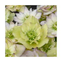 Helleborus Wedding Party® Mix 14 Helleborus Wedding Party® Mix -Planticaa Sales Store x600 11506
