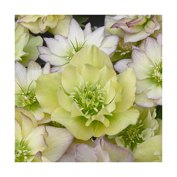 Helleborus Wedding Party® Mix 8 Helleborus Wedding Party® Mix - Image 6