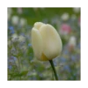 Next Generation Perennial Tulip Mix -Planticaa Sales Store x600 11526
