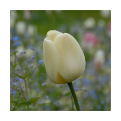 Next Generation Perennial Tulip Mix