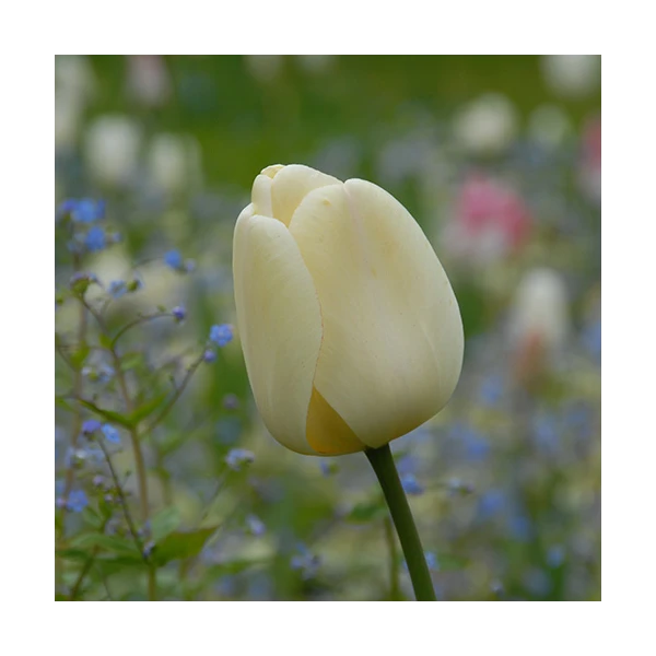 Next Generation Perennial Tulip Mix 3 Next Generation Perennial Tulip Mix