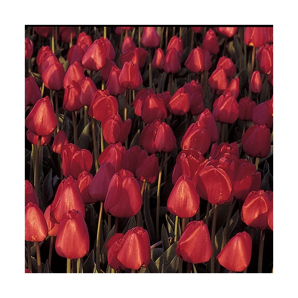 Next Generation Perennial Tulip Mix 4 Next Generation Perennial Tulip Mix - Image 2