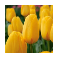 Next Generation Perennial Tulip Mix 17 Next Generation Perennial Tulip Mix -Planticaa Sales Store x600 11529