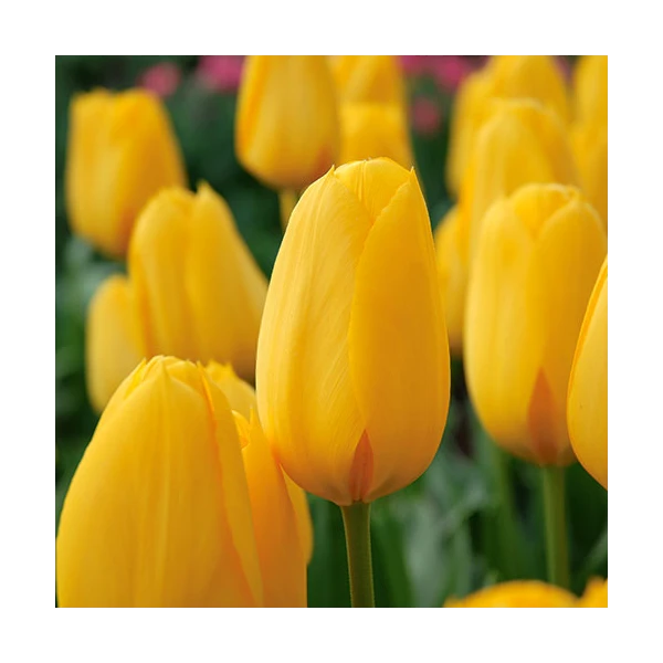 Next Generation Perennial Tulip Mix 5 Next Generation Perennial Tulip Mix - Image 3