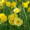Scent Of Spring Daffodil Mix 2 Scent Of Spring Daffodil Mix -Planticaa Sales Store x600 11541 1