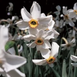 Scent Of Spring Daffodil Mix 15 Scent Of Spring Daffodil Mix -Planticaa Sales Store x600 11542