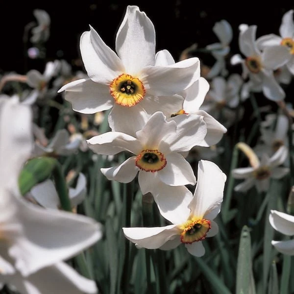 Scent Of Spring Daffodil Mix 9 Scent Of Spring Daffodil Mix - Image 7