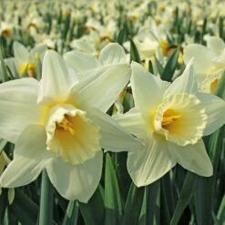 White Trumpet Solo Daffodil Mix -Planticaa Sales Store x600 11543