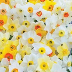 Small-Cupped Narcissus Mix 21 Small-Cupped Narcissus Mix -Planticaa Sales Store x600 11549