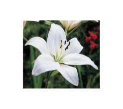 Strawberries & Cream Lilium Mix -Planticaa Sales Store x600 11559