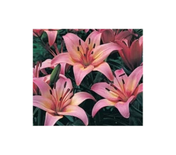 Strawberries & Cream Lilium Mix -Planticaa Sales Store x600 11560