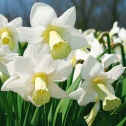 White Trumpet Solo Daffodil Mix -Planticaa Sales Store x600 11562