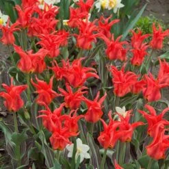 Tulip 'Rigas Barikades' -Planticaa Sales Store x600 11563