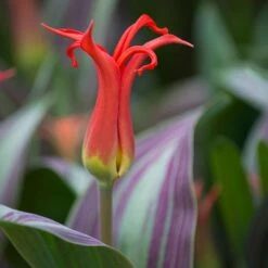 Tulip 'Rigas Barikades' -Planticaa Sales Store x600 11565