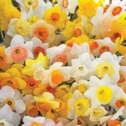 Weatherproof Large-Cupped Daffodil Mix -Planticaa Sales Store x600 11569