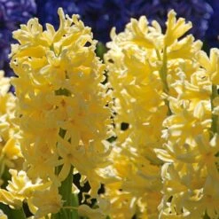 Vivid Hyacinth Mix -Planticaa Sales Store x600 11570