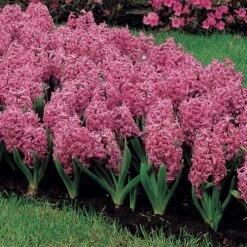 Vivid Hyacinth Mix -Planticaa Sales Store x600 11571