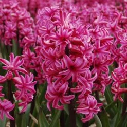 Vivid Hyacinth Mix -Planticaa Sales Store x600 11572