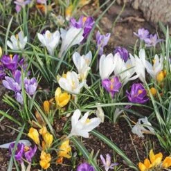 Farewell To Winter Crocus Mix -Planticaa Sales Store x600 11608
