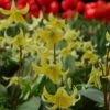 Erythronium 'Pagoda' -Planticaa Sales Store x600 11620