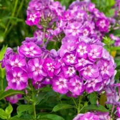 Long-Season Hummingbird Garden 13 Long-Season Hummingbird Garden -Planticaa Sales Store x600 11645 1