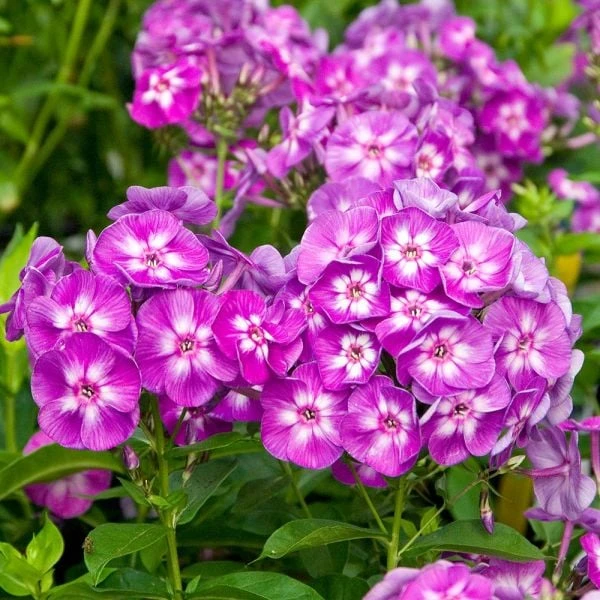 Long-Season Hummingbird Garden 5 Long-Season Hummingbird Garden - Image 3