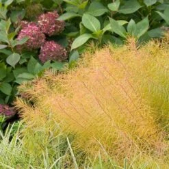 Amsonia Hubrichtii -Planticaa Sales Store x600 11664
