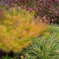 Amsonia Hubrichtii -Planticaa Sales Store x600 11665