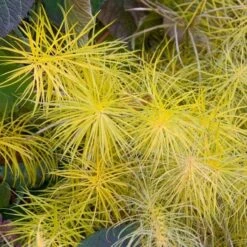 Amsonia Hubrichtii -Planticaa Sales Store x600 11666