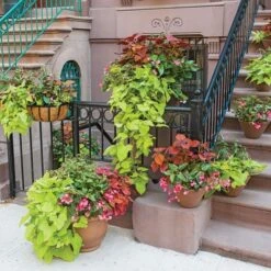 Hummingbird Annual Collection 18 Hummingbird Annual Collection -Planticaa Sales Store x600 11670