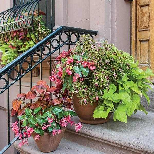 Hummingbird Annual Collection 6 Hummingbird Annual Collection - Image 4