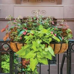 Hummingbird Annual Collection 20 Hummingbird Annual Collection -Planticaa Sales Store x600 11672