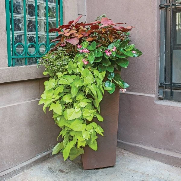 Hummingbird Annual Collection 8 Hummingbird Annual Collection - Image 6