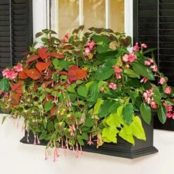 Hummingbird Annual Collection 23 Hummingbird Annual Collection -Planticaa Sales Store x600 11675