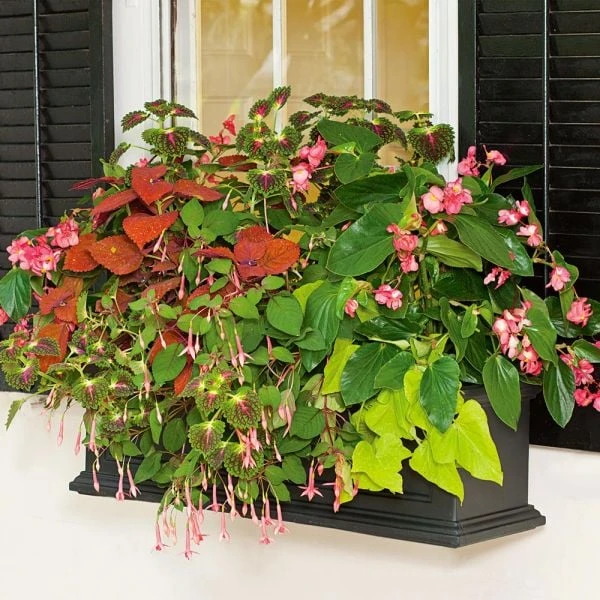 Hummingbird Annual Collection 10 Hummingbird Annual Collection - Image 8