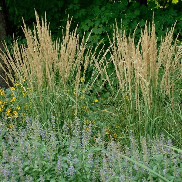 Ornamental Grass: Calamagrostis X Acutiflora 'Karl Foerster' 4 Ornamental Grass: Calamagrostis X Acutiflora 'Karl Foerster' - Image 2