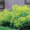 Alchemilla Mollis 2 Alchemilla Mollis -Planticaa Sales Store x600 11714