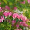 Dicentra Spectabilis -Planticaa Sales Store x600 11724