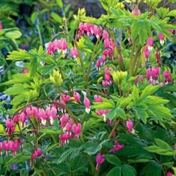 Dicentra Spectabilis -Planticaa Sales Store x600 11725