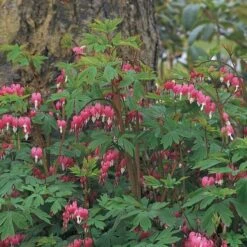 Dicentra Spectabilis -Planticaa Sales Store x600 11726