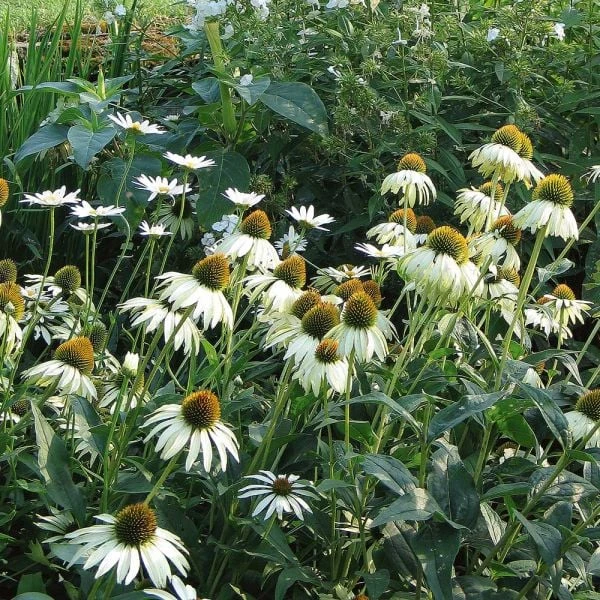 Echinacea Purpurea 'White Swan' 3 Echinacea Purpurea 'White Swan'