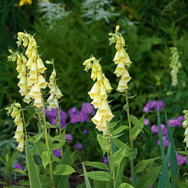 Digitalis Grandiflora 4 Digitalis Grandiflora - Image 2