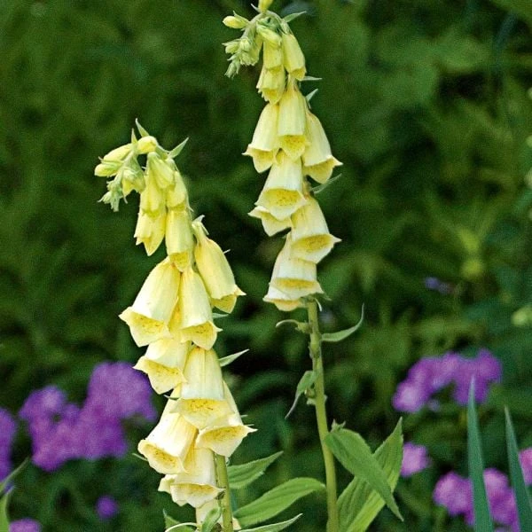 Digitalis Grandiflora 6 Digitalis Grandiflora - Image 4