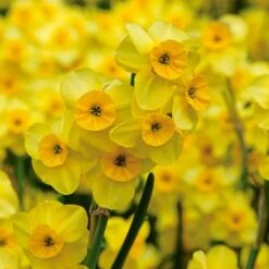 Award-winning Miniature Daffodils 12 Award-winning Miniature Daffodils -Planticaa Sales Store x600 11818