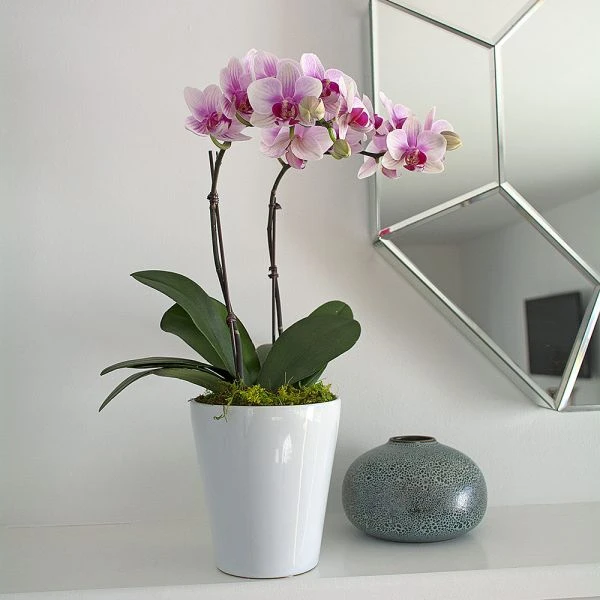 Blush White Compact Moth Orchids In 5" Ceramic Cachepot 4 Blush White Compact Moth Orchids In 5" Ceramic Cachepot - Image 2
